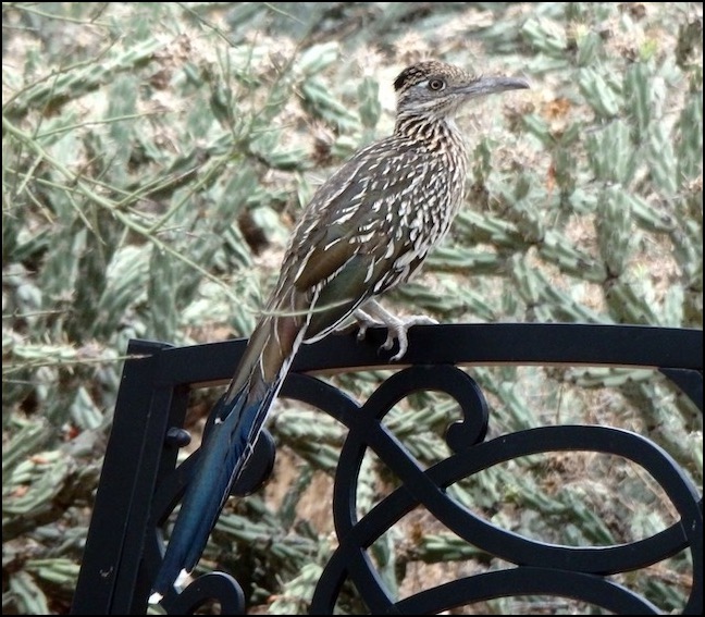 roadrunner on bench